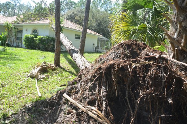 It's all about debris removal: a house on Postwood Lane in Palm Coast the day after the storm. (© FlaglerLive)