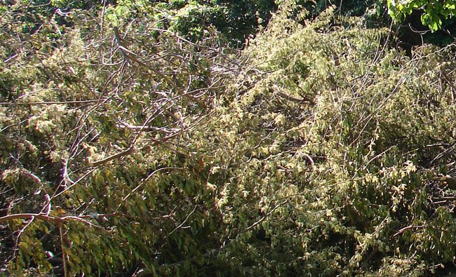 debris pick-up palm coast