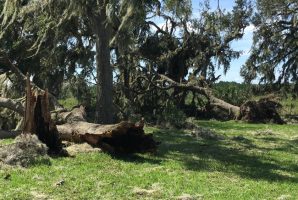 For residents, it's debris-removal time. This scene was shot off Old Kings Road in the Bulow Plantation area. (Andy Dance)