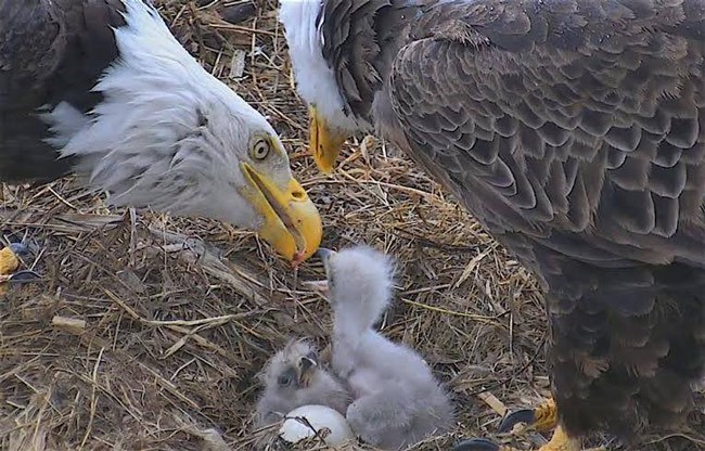 Time for a visit with the Decorah, Ia., eagles, of the Raptor Resource Project, from whose Facebook page this April 21 still was taken. See below for live shots. 