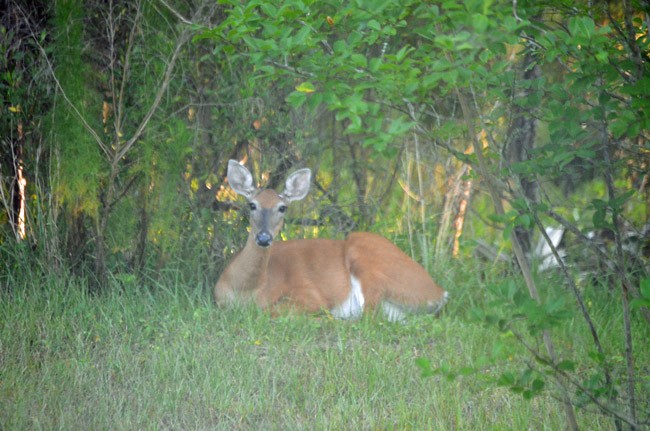 Deer are making themselves increasingly comfortable in Palm Coast. A deer in the P-Section last week, at dawn. (© FlaglerLive)