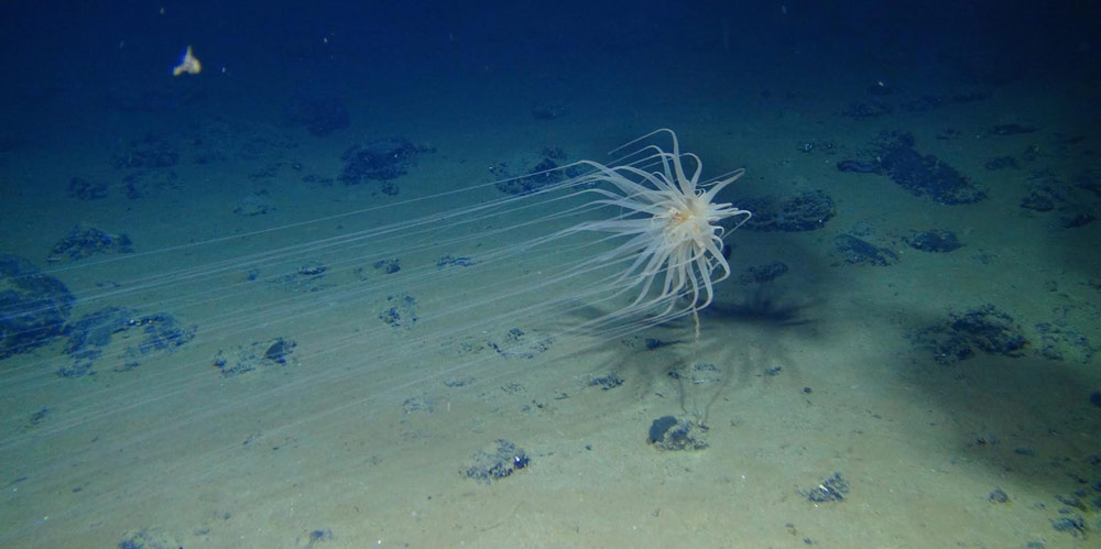 A cnidarian is attached to a dead sponge stalk on a manganese nodule in the Clarion-Clipperton Zone. Diva Amon and Craig Smith, University of Hawaii at Mānoa