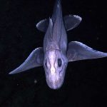 A deep-sea Chimaera. Chimaera’s are most closely related to sharks, although their evolutionary lineage branched off from sharks nearly 400 million years ago, and they have remained an isolated group ever since. Like sharks, chimaera’s are cartilaginous and have no real bones. The lateral lines running across this chimaera are mechano-receptors that detect pressure waves (just like ears). The dotted-looking lines on the frontal portion of the face (near the mouth) are ampullae de lorenzini and they detect perturbations in electrical fields generated by living organisms. Image courtesy of NOAA Okeanos Explorer Program