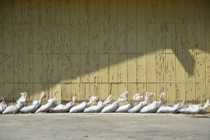 Sandbags on South Flagler Avenue were overcome by the floodwaters. Click on the image for larger view. (c FlaglerLive)