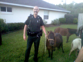 Deputy Joe Delarosby was able to rope one wandering pony palm coast