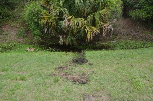 The ditch where the victim ended up, face down. Click on the image for larger view. (© FlaglerLive)