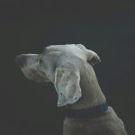 arrest for dog death