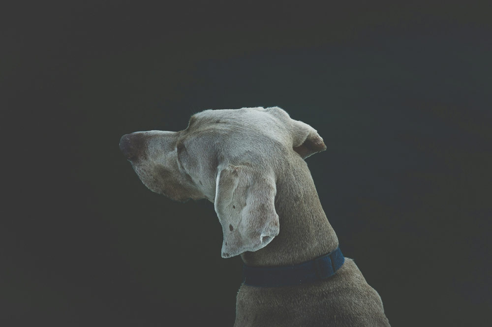 arrest for dog death
