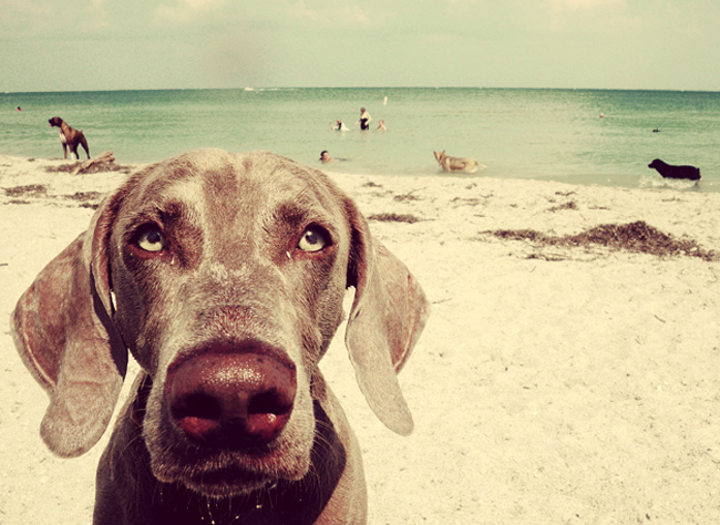 dogs on the beach in flagler beach