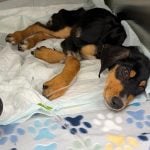 The malnourished dog died three days after she was rescued. (SMART)
