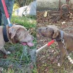 Two of the six dogs recovered from an abandoned property at 508 South Railroad Street in Bunnell. (Bunnell Police Department)