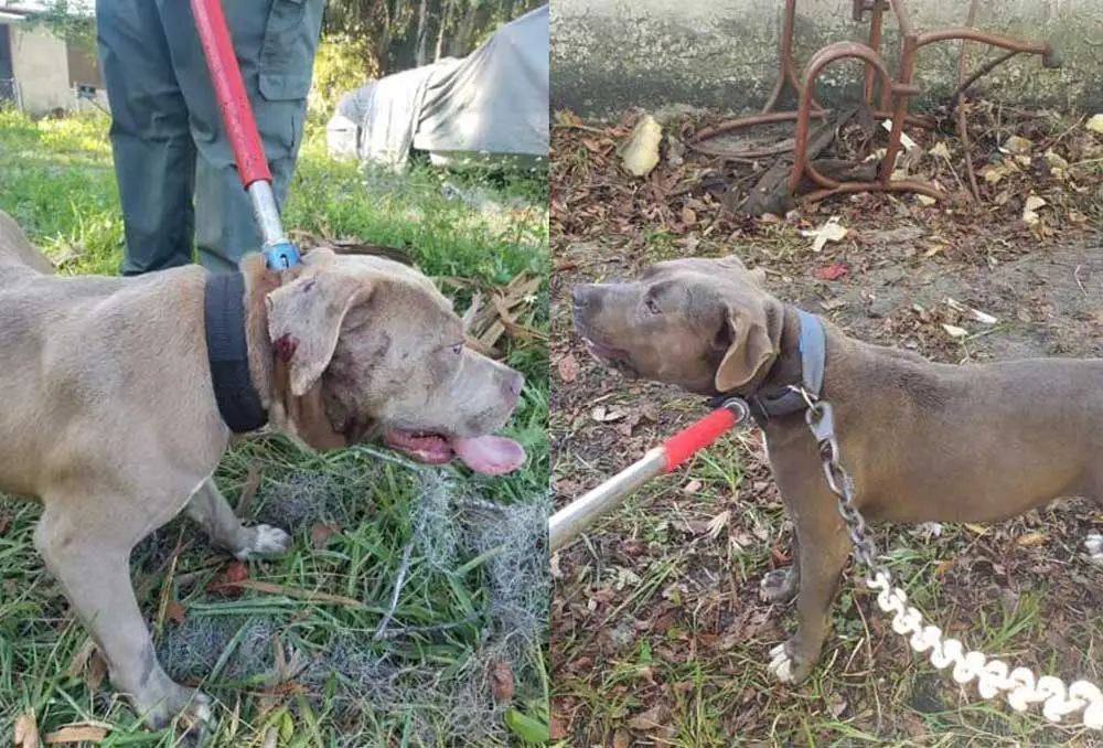 Two of the six dogs recovered from an abandoned property at 508 South Railroad Street in Bunnell. (Bunnell Police Department)