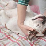 Studies show that dogs help humans cope with stress.