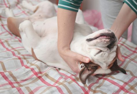 Studies show that dogs help humans cope with stress.