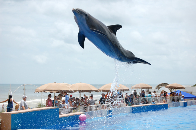 airborne dolphin at marineland