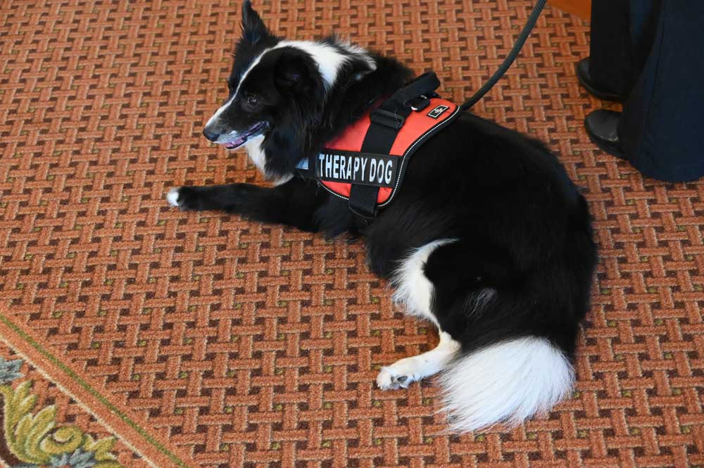 Dottie, one of the Flagler County Sheriff's Office's three therapy dogs, was among the stars of the latest Domestic Violence Summit today at the Hilton Garden Inn in Palm Coast. Dottie is soon to retire. (© FlaglerLive)