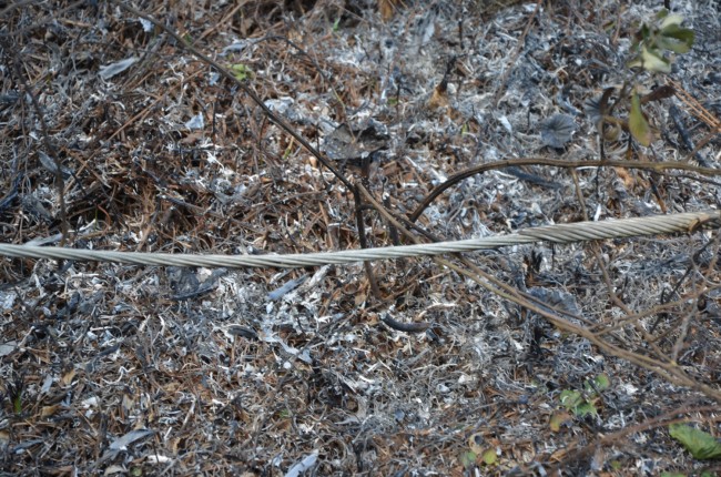 The downed power line that started it all. Click on the image for larger view. (© FlaglerLive)