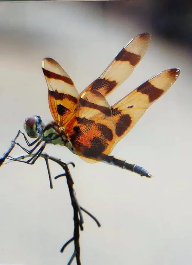 'Blue Ridge Dragonfly,' By Susan Rolle, one of the works on display at the Just Photography show opening Saturday evening, with a free reception, at the Flagler County Art League galleries at City Marketplace. See below.