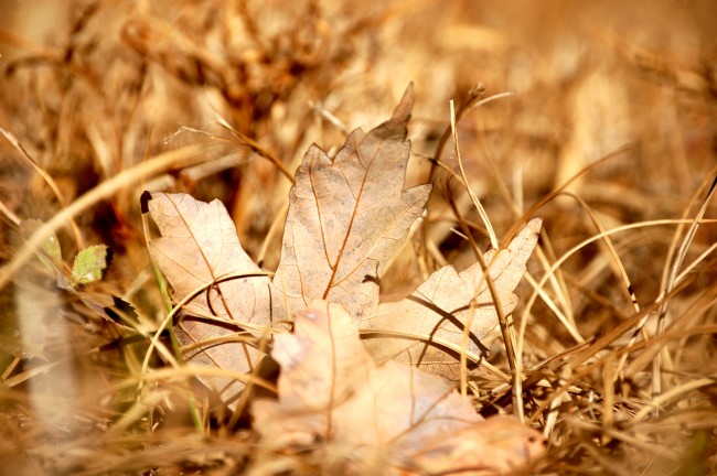 drought conditions flagler county florida