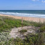 One of the three dune "remnants" at the center of the county's impending eminent domain action against two property owners in Flagler Beach. (© FlaglerLive)