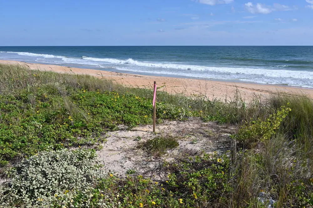 One of the three dune "remnants" at the center of the county's impending eminent domain action against two property owners in Flagler Beach. (© FlaglerLive)