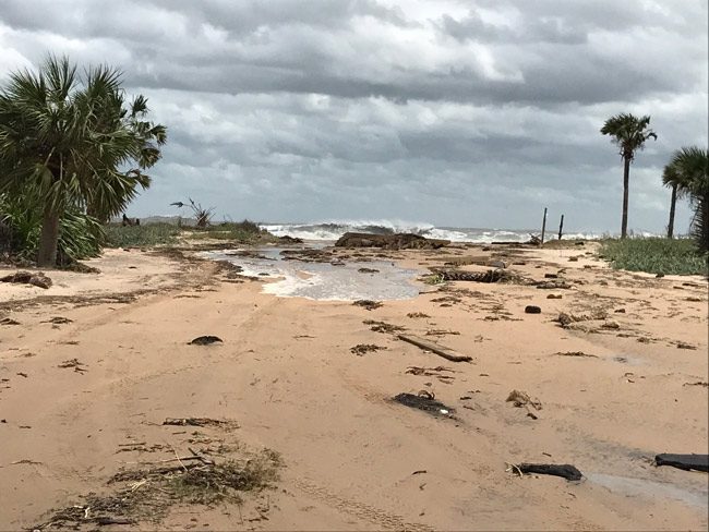 It's not just Flagler Beach: the dunes system has been ravaged all the way up the coast through the Hammock in Flagler County. (© FlaglerLive)