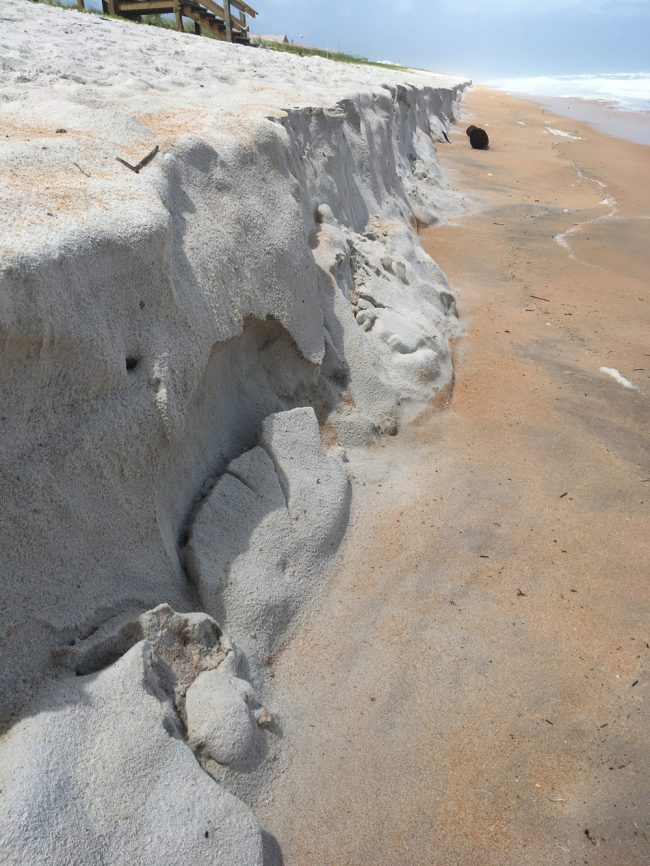 Hurricane Dorian's surf has already carved out a large chunk of the newly re-built dunes north of Flagler Beach, which cover a sea wall the Department of Transportation finished building only weeks ago. (© FlaglerLive)