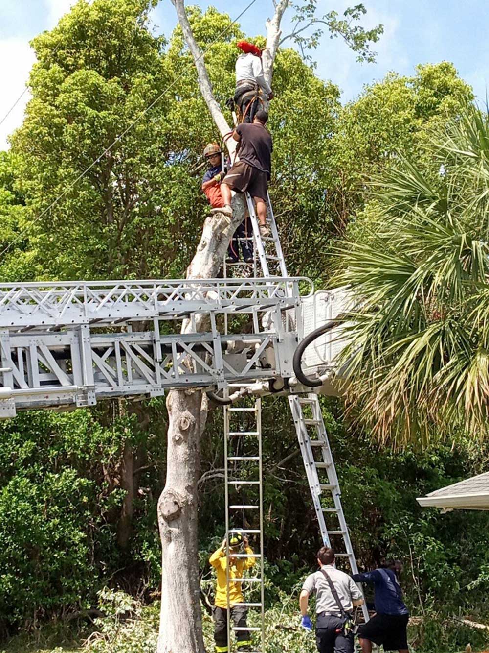 The rescue of one of the two workers in a tree at Commodore Court in Palm Coast today. (© FlaglerLive)