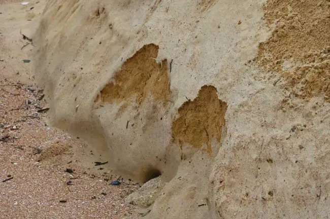 No sooner than the sand was dumped than it was showing signs of erosion, even as the tide was receding. (© FlaglerLive)