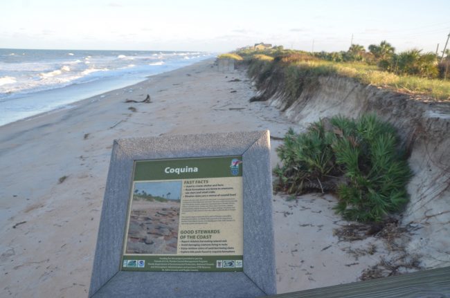 Hurricane Matthew carved out a huge portion of the dunes near the county's Varn Park, as elsewhere along Flagler's shore. Click on the image for larger view. (© FlaglerLive)