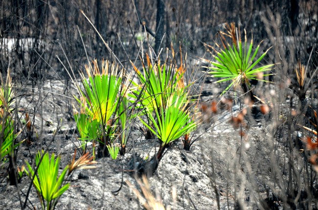 Even in the heart of the Espanola fire's charred remains, green life is burgeoning again. (© FlaglerLive)