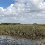 An image of the Everglades posted by the Miccosukee Tribe of Indians of Florida on their Facebook page.