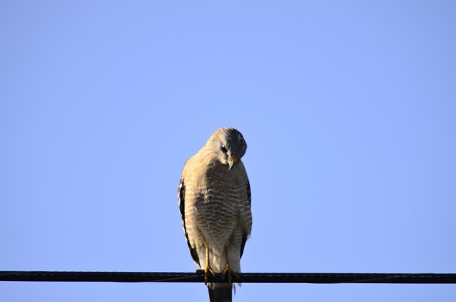 Even the birds don't get it. A red shoulder hawk in the Everglades. (Kabayanmark Images)