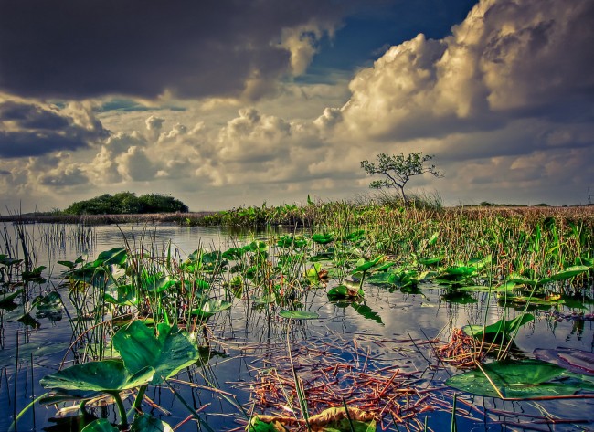 If Amendment 1 passes, money would be set aside to ensure protection for sensitive lands and water, such as the Everglades. (Kim Seng)