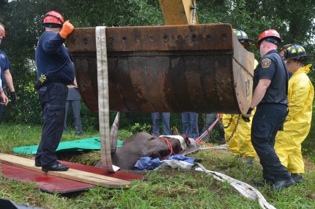 Trying the excavator. Click on the image for larger view. (© FlaglerLive)