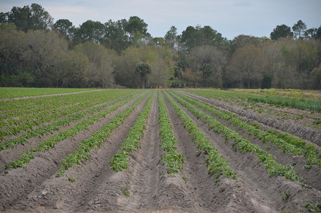 flagler county potatoes farms 