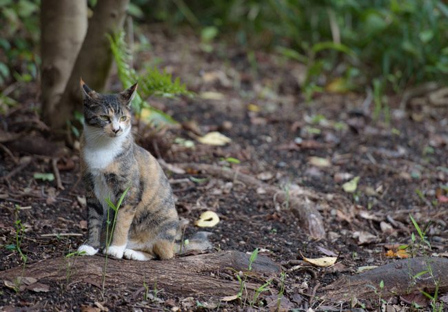 feral community cats