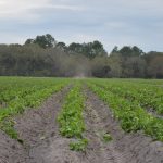 A potato field in West Flagler. (© FlaglerLive)