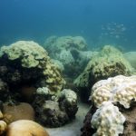 Mass coral bleaching in 2014 left the Coral Reef Monitoring Program monitoring site at Cheeca Rocks off the Florida Keys a blanket of white. NOAA