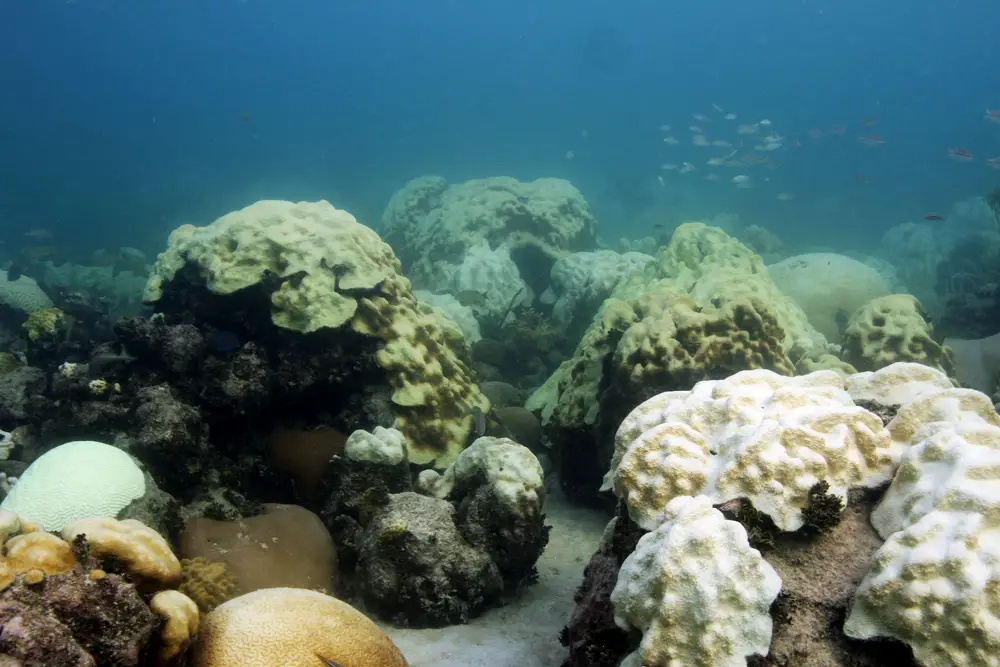 Mass coral bleaching in 2014 left the Coral Reef Monitoring Program monitoring site at Cheeca Rocks off the Florida Keys a blanket of white. NOAA