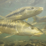 Mahseer swim in the Ramganga River, a major tributary of the Ganges River in South Asia. Zeb Hogan