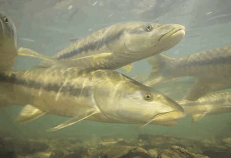 Mahseer swim in the Ramganga River, a major tributary of the Ganges River in South Asia. Zeb Hogan