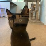 He was adopted: a cat at the Flagler Humane Society. (© FlaglerLive)