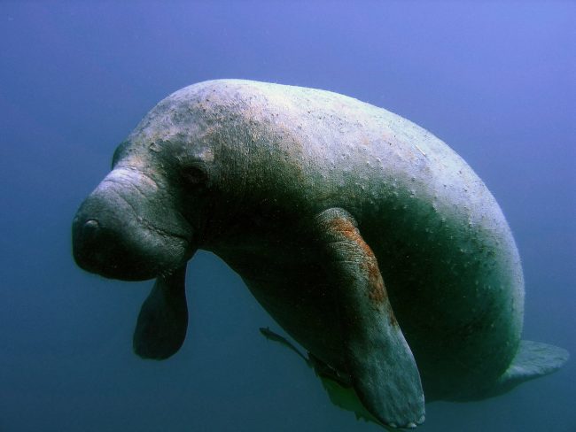 manatee protection plan flagler