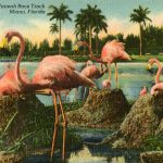 Flamingos at the Hialeah Park racetrack circa 1947. (Photo via State Library and Archives of Florida postcard collection)