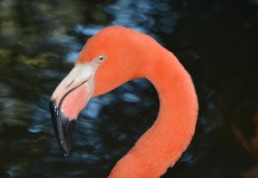 palm coast bird fest