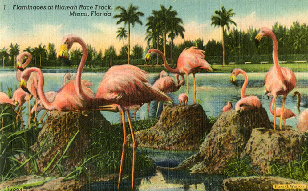 Flamingos at the Hialeah Park racetrack circa 1947. (Photo via State Library and Archives of Florida postcard collection)