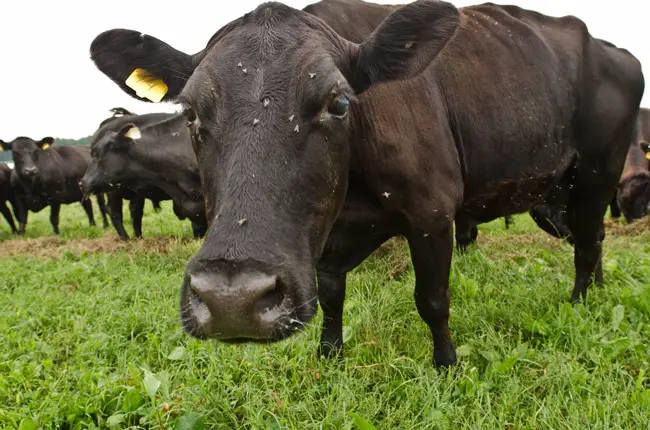 florida agriculture cattle