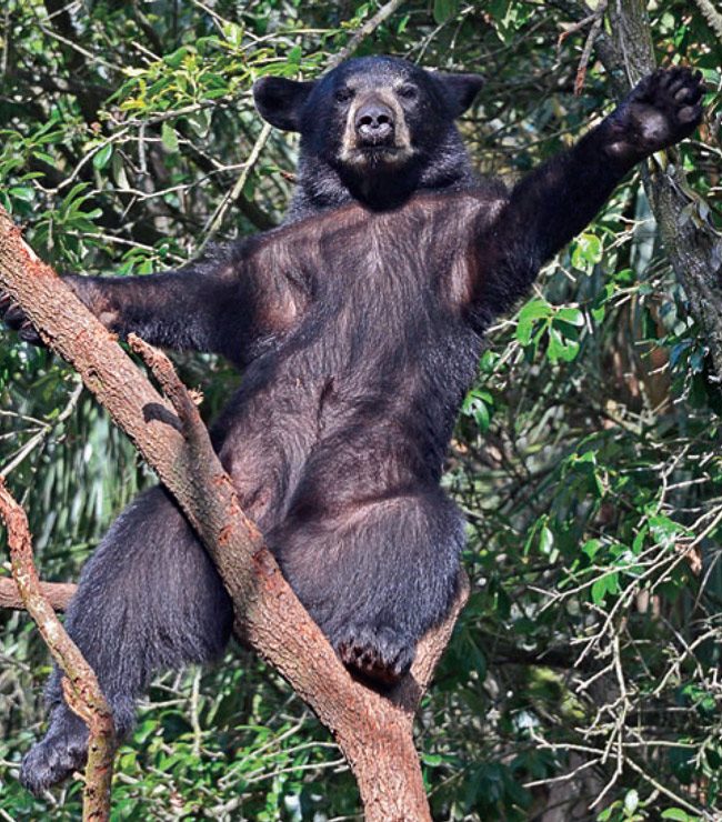 florida black bears