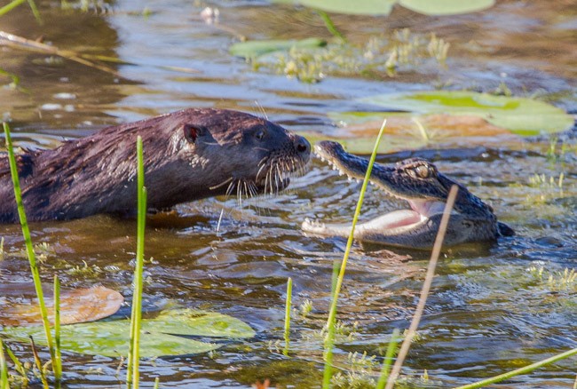 The Florida House and Senate see things a bit differently when it comes to Amendment 1 money, but neither is keen on devoting much money to land preservation, as voters apparently intended. (Andy Morffew)